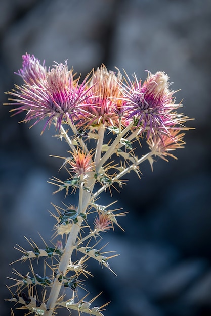 Samenkopf der Mariendistel (Silybum marianum)