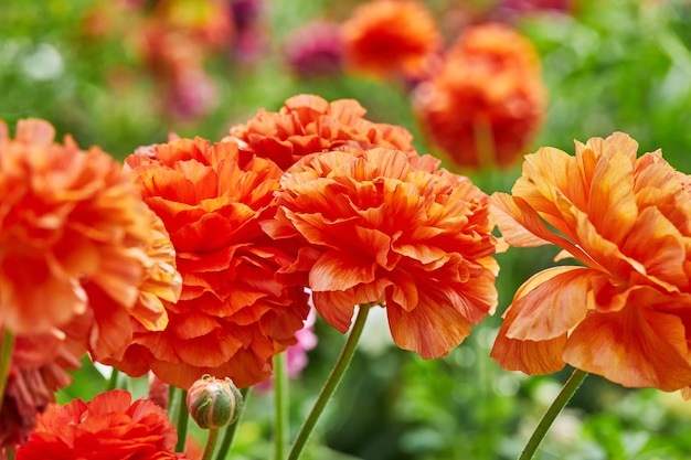 Sammeln von schönen bunten Blumen auf dem Bauernhof im Gewächshaus.