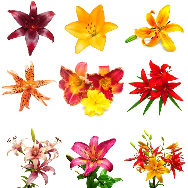 Sammlung bunte Blumenlilien und Taglilien isoliert auf weißem Hintergrund. Frühling. Flache Lage, Ansicht von oben. Liebe. Valentinstag. Ostern. Hochzeitskarte