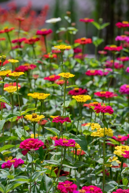 Sammlung der bunten Sommerblume, die rot, gelb, purpurrot und weiß enthält.