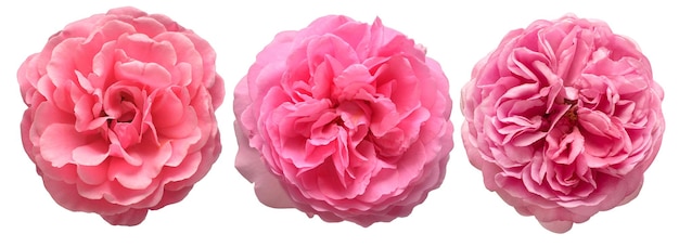Sammlung rosa Blumenkopfrosen lokalisiert auf einem weißen Hintergrund Draufsicht der flachen Lage
