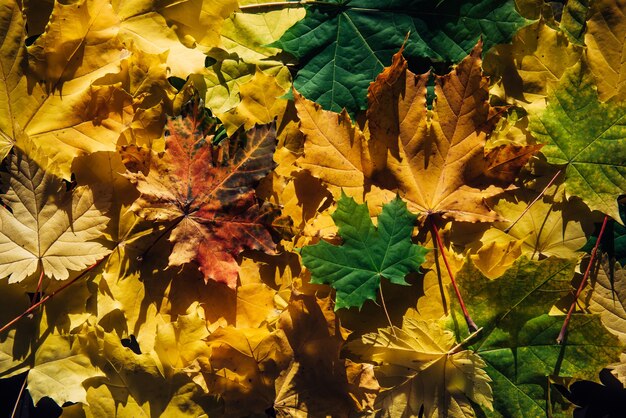 Sammlung verschiedener Herbstblätter, Texturhintergrund.