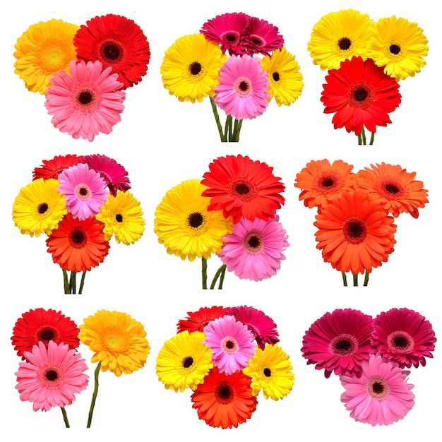 Sammlung von Blumen mehrfarbige Gerbera isoliert auf weißem Hintergrund Hallo Frühling Schöne Pflanze Gartenkonzept Natur Ostern Liebe Wohnung legen Draufsicht