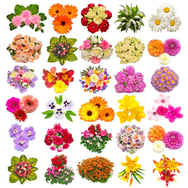 Sammlung von Blumen Ringelblume, Stiefmütterchen, Rosen, Gänseblümchen, Lilien, Dahlien, Narzissen und andere isoliert auf weißem Hintergrund. Set, Collage, Liebe. Blumenmuster, Objekt. Flache Lage, Draufsicht