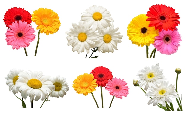 Sammlung von Blumen, weiße Gänseblümchen und bunte Gerbera isoliert auf weißem Hintergrund Hallo Frühling Schöne Pflanze Gartenkonzept Natur Ostern Liebe Wohnung lag Draufsicht