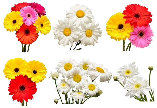 Sammlung von Blumen, weiße Gänseblümchen und bunte Gerbera isoliert auf weißem Hintergrund Hallo Frühling Schöne Pflanze Gartenkonzept Natur Ostern Liebe Wohnung lag Draufsicht