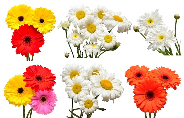 Sammlung von Blumen, weiße Gänseblümchen und bunte Gerbera isoliert auf weißem Hintergrund Hallo Frühling Schöne Pflanze Gartenkonzept Natur Ostern Liebe Wohnung lag Draufsicht