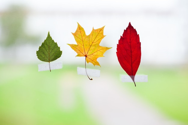 Sammlung von bunten Blättern auf Fensterglas mit Regentropfen in der Regenzeit im Herbst ist Herbst