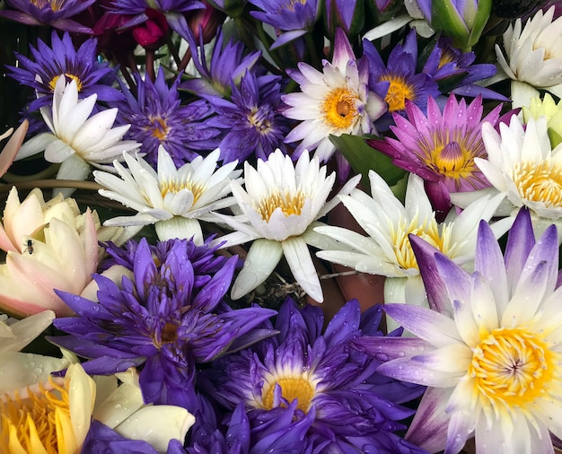 Sammlung von bunten Lotusblumen