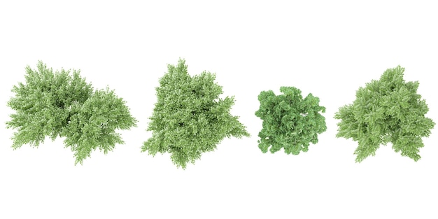 Sammlung von Caragana arborescensLiriodendron tulipifera Isolierte Bäume, die für Design, Werbung und Architektur verwendet werden