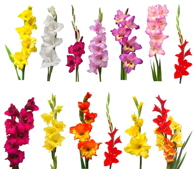 Sammlung von Gladiolusblumen isoliert auf weißem Hintergrund Gelb, rot, rosa, orange, grün Flache Ansicht von oben