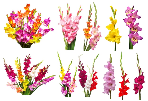 Sammlung von Gladiolusblumen isoliert auf weißem Hintergrund Gelb, rot, rosa, orange, grün Flache Ansicht von oben