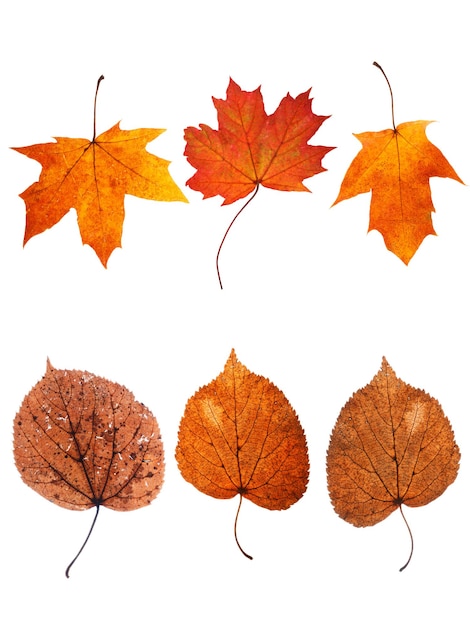 Sammlung von Herbstblättern isoliert auf weißem Hintergrund