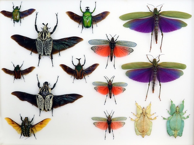 Sammlung von Insekten, viele bunte Käfer und Heuschrecken mit Flügeln aus nächster Nähe, Entomologie