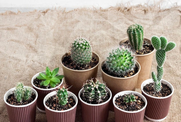 Sammlung von Kakteen und Sukkulenten in kleinen Pappbechern.