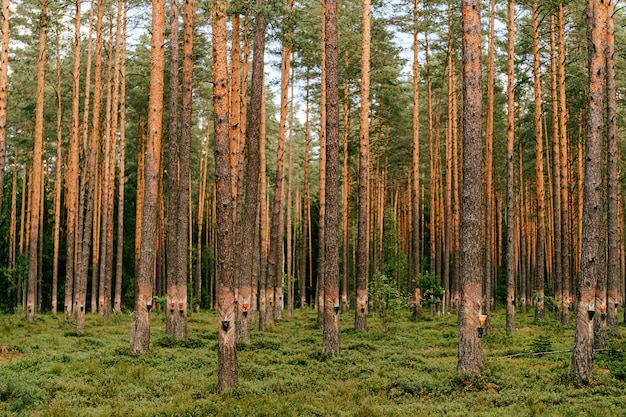 Sammlung von Kiefernharz