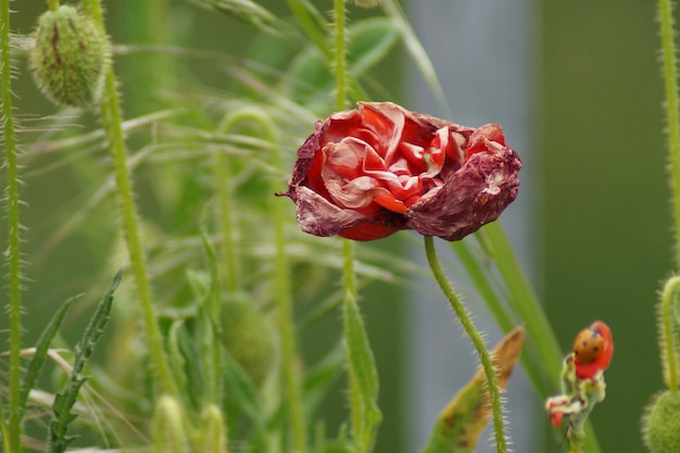 Foto sammlung von mohn