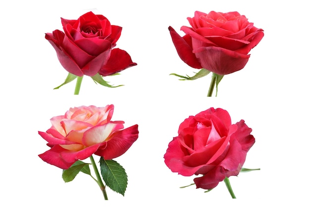 Sammlung von roten Rosenblumen auf weißem Hintergrund