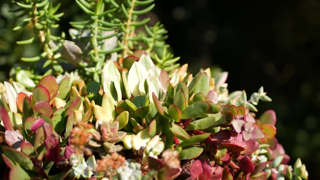 Sammlung von Sukkulenten, Gartenarbeit in Kalifornien, USA. Botanische Henne und Küken im Hausgarten.