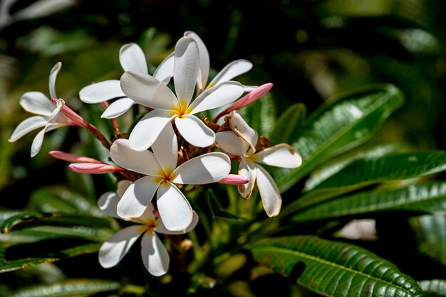 Sammlung weißer Plumeria blüht mit grünem Laub auf einer Anlage