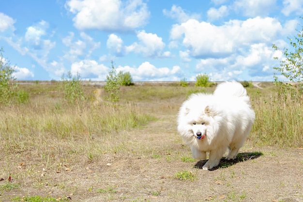 Samoieda Um cachorro branco fofo de raça pura na natureza Temas de animais