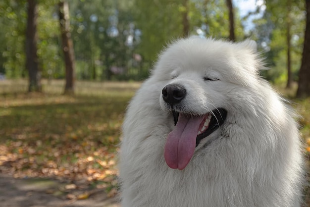 Samoieda Um cão puro-sangue em um parque natural Temas de animais Animais de estimação