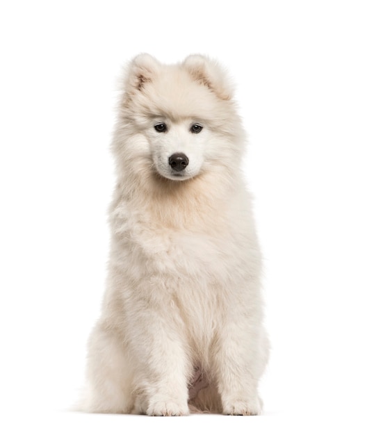 Samojede Hund, 4 Monate alt, sitzt vor weißem Hintergrund