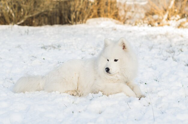 Samojede Hund, der an einem sonnigen Tag im Schnee ruht