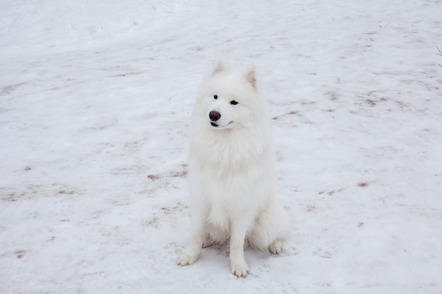 Samojede Hund im Freien stehen