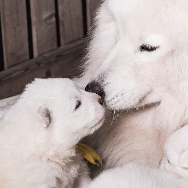 Samojede Hundemutter mit Welpen zwei Samojeden