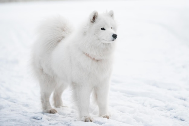 Samojede weißer Hund ist draußen auf Schneehintergrund