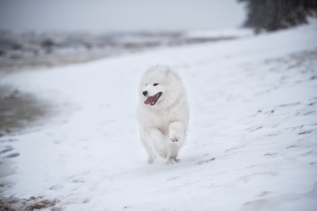 Samojede weißer Hund läuft auf Schnee Carnikova Strand in Lettland