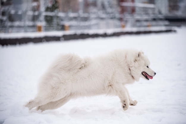 Samojede weißer Hund läuft auf Schnee draußen auf Winterlandschaft