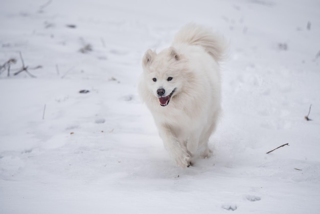 Samojede weißer hund läuft auf schnee draußen