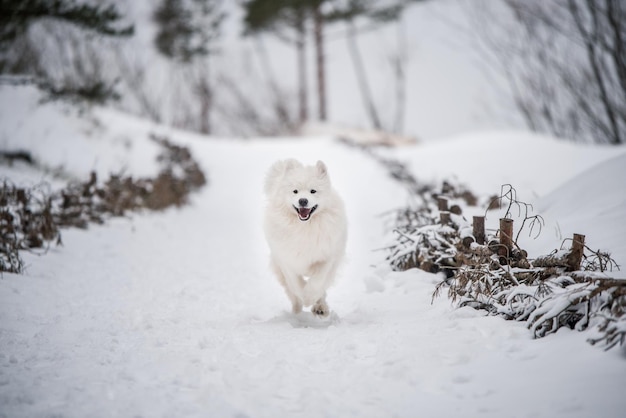 Samojede weißer Hund läuft auf Schnee draußen