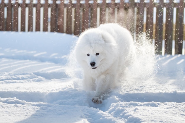 Samojede weißer Hund läuft auf Schnee draußen