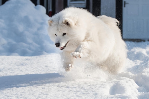 Samojede weißer Hund läuft auf Schnee draußen