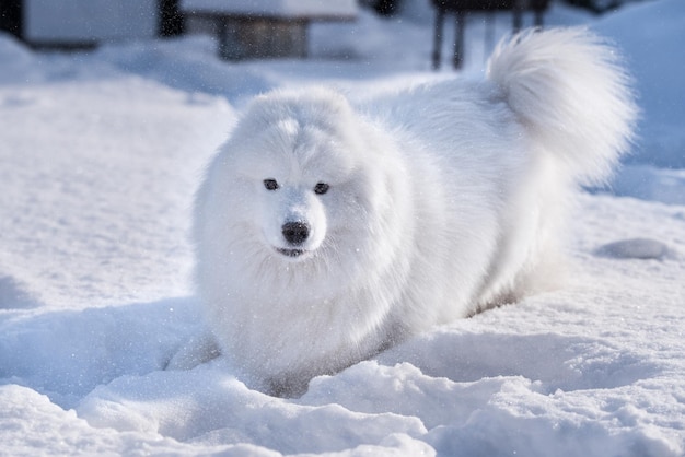 Samojede weißer Hund läuft auf Schnee draußen