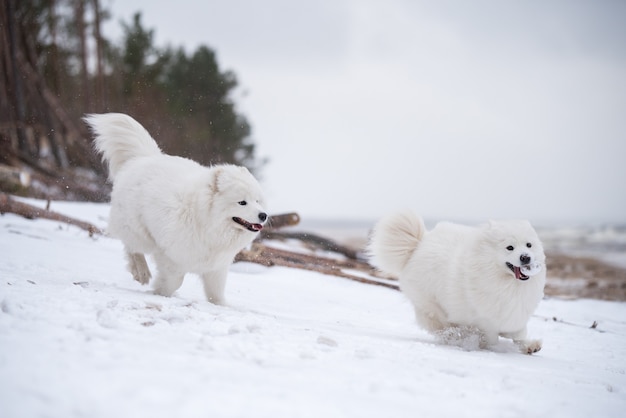 Samojede weißer Hund läuft auf Schneestrand in Lettland