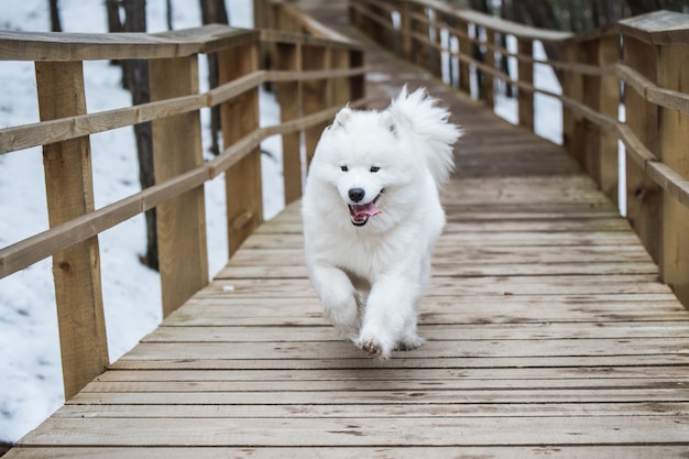 Samojede weißer Hund läuft auf Schneewegstraße Balta kapa