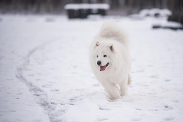 Samojede weißer Hund läuft draußen auf Schnee