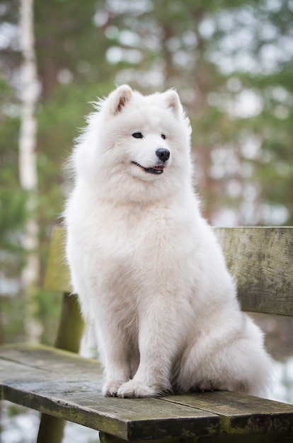 Samojede weißer Hund sitzt im Winterwald auf einer Bank