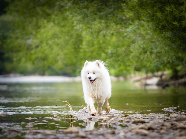 Samojeden und das Wasser