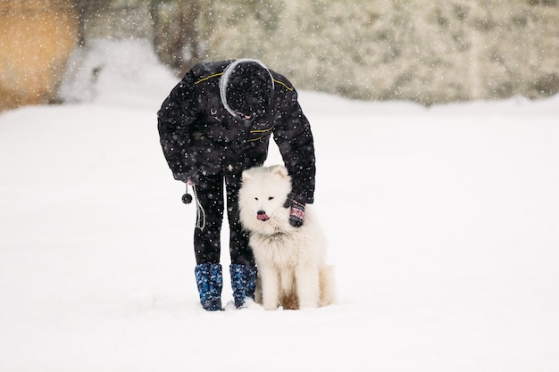 Samojedenhund mit Geliebte im Schnee