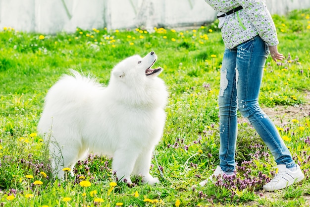 Samoyed branco bonito com seu dono