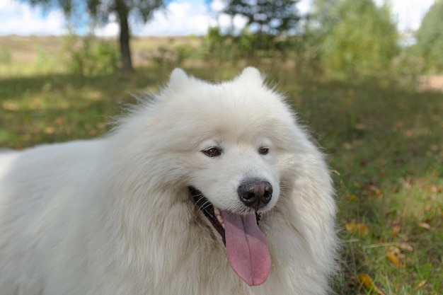 Samoyed Ein weißer, großer, flauschiger Hund im Park