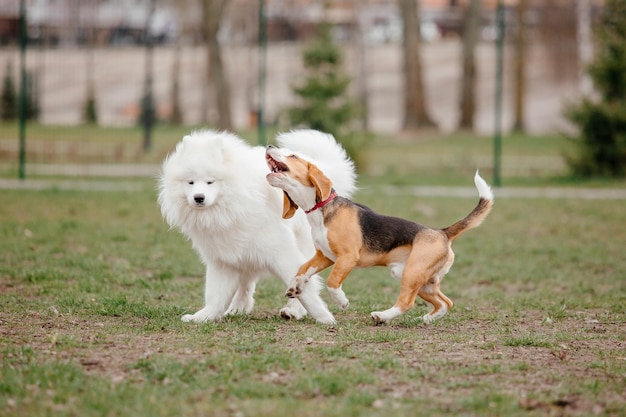 Samoyed-Hund läuft und spielt im Park. Große, weiße, flauschige Hunde auf einem Spaziergang