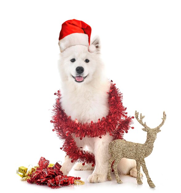 Samoyed-Hund vor weißem Hintergrund