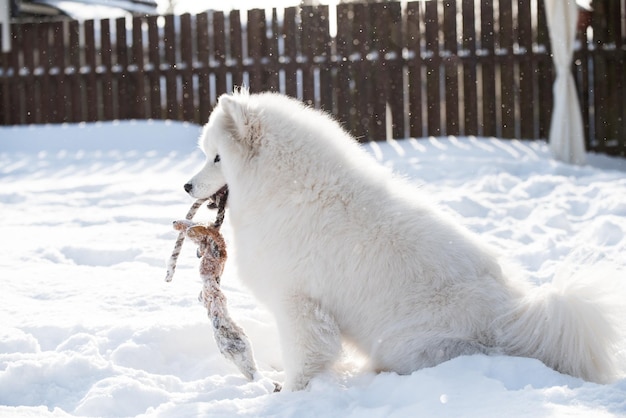 Samoyed weißer Hund spielt draußen auf Schnee