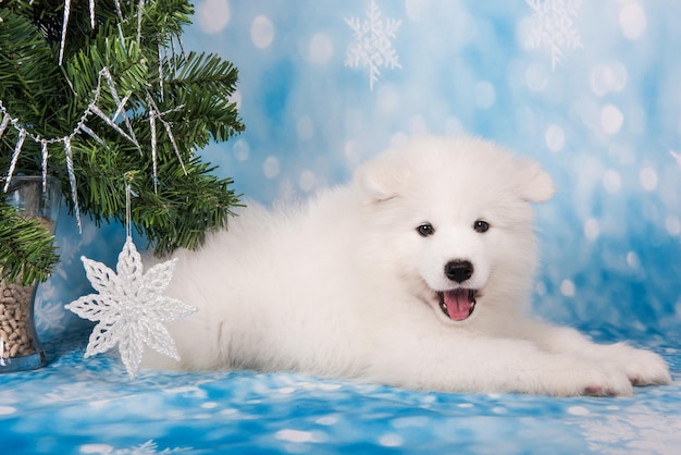 Foto samoyed welpe mit weihnachtsbaum weihnachtsgrußkarte mit samoyed hund frohes neues jahr